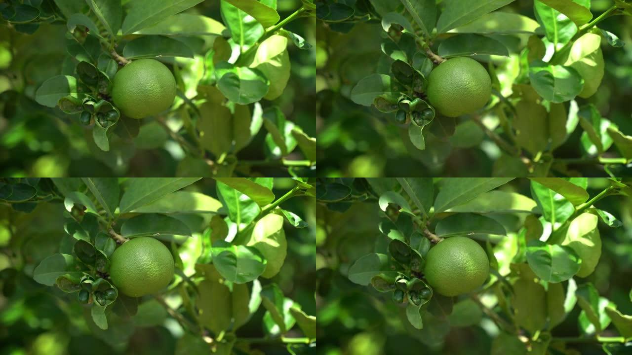 树上的酸橙果实特写展示结果果园