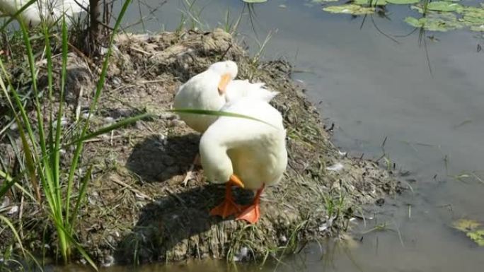 荷花池塘里的白鸭