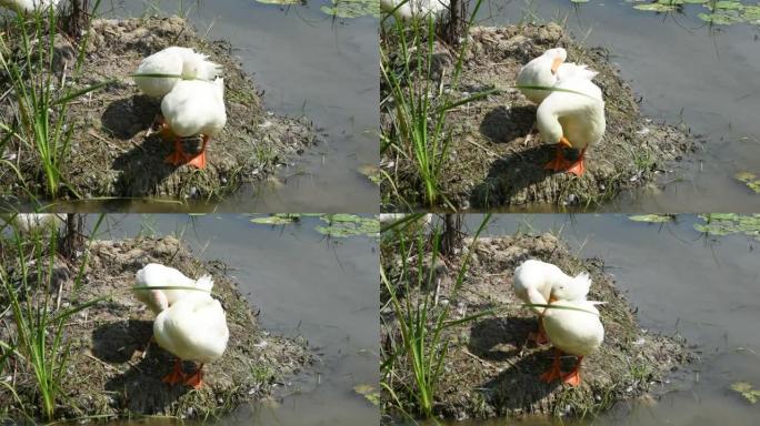 荷花池塘里的白鸭