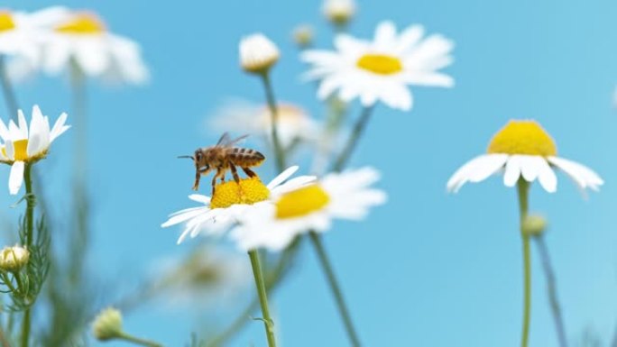 飞蜂采集菊花花粉