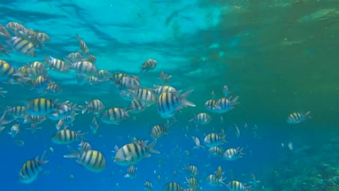各种物种的热带鱼在珊瑚礁附近富含浮游生物的地表水下觅食。视觉上可分辨的浮游生物丰富的水层 (罕见现象