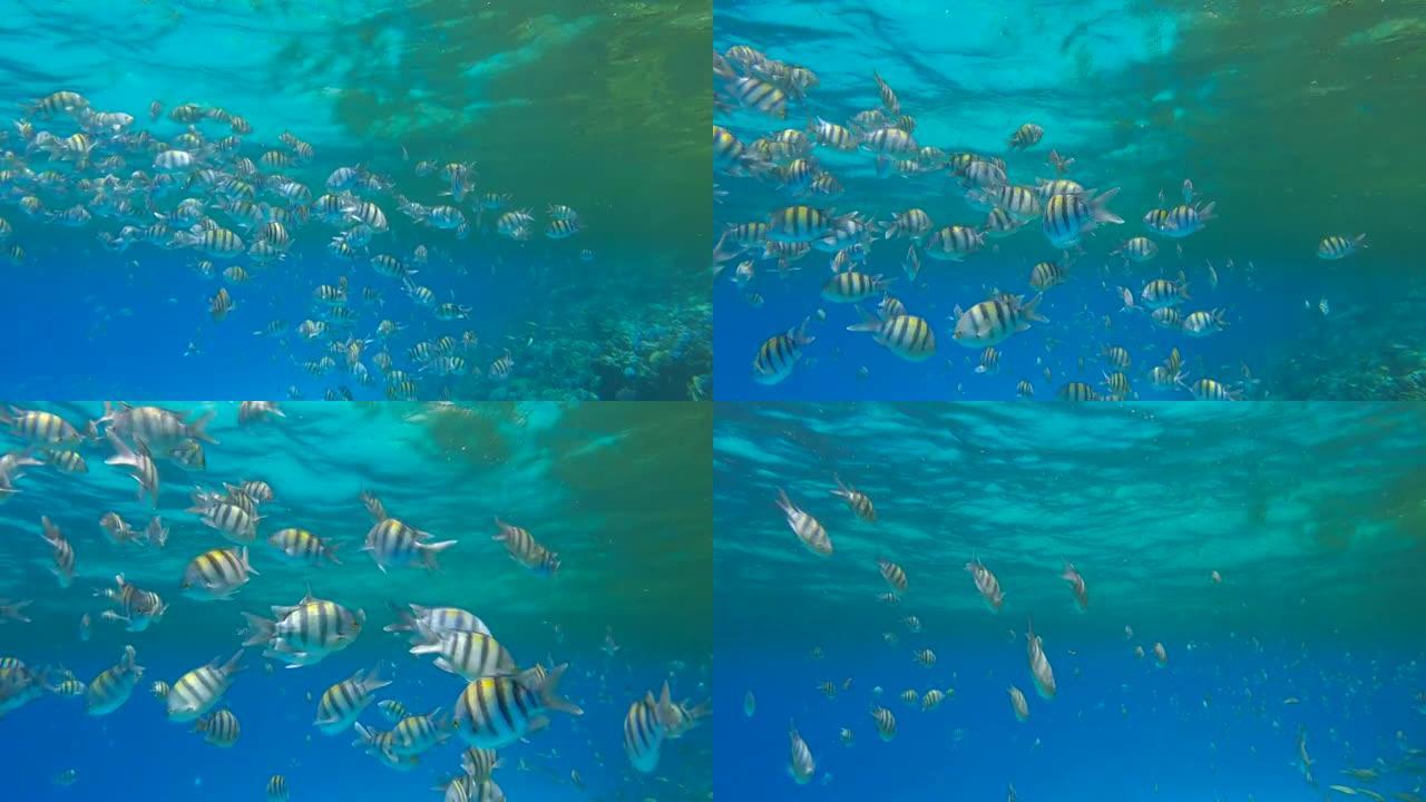 各种物种的热带鱼在珊瑚礁附近富含浮游生物的地表水下觅食。视觉上可分辨的浮游生物丰富的水层 (罕见现象