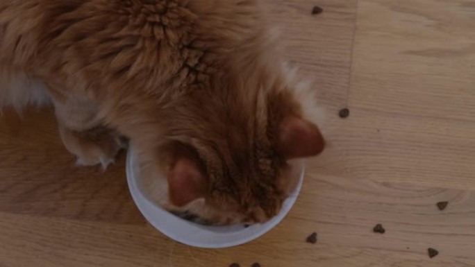 一只生姜的缅因州浣熊猫从碗里吃猫粮，然后把它洒了出来。