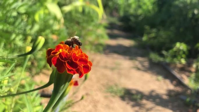 蜜蜂从红花中收集蜂蜜