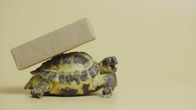 在工作室的米色背景上，贝壳上有一个纸板箱的海龟的轮廓。异国爬行动物提供节日礼物。食草动物宠物的肖像，