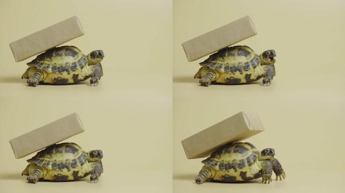 在工作室的米色背景上，贝壳上有一个纸板箱的海龟的轮廓。异国爬行动物提供节日礼物。食草动物宠物的肖像，