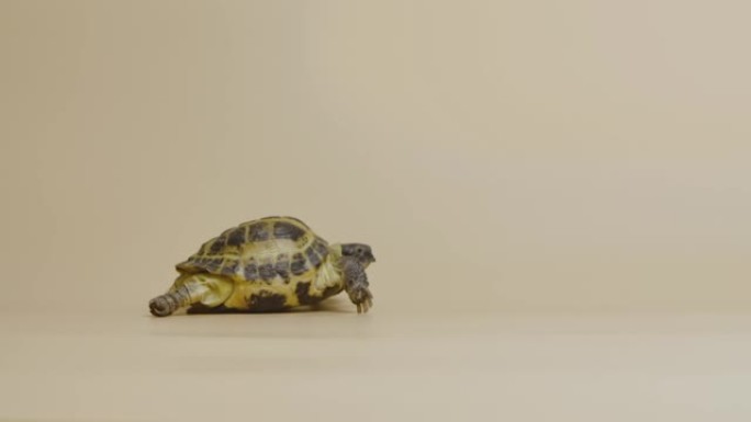 一只可爱的乌龟在米色背景下走进工作室。一种有盔甲的草食性爬行动物的全长肖像。可触摸动物园中的天然活外