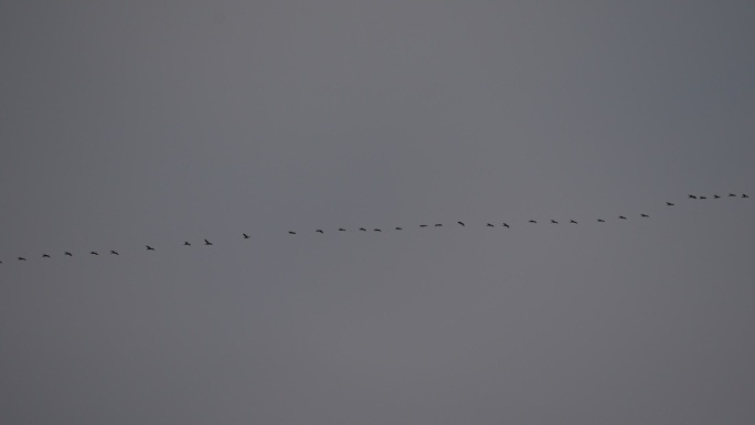 天空中成群结队飞翔的大雁