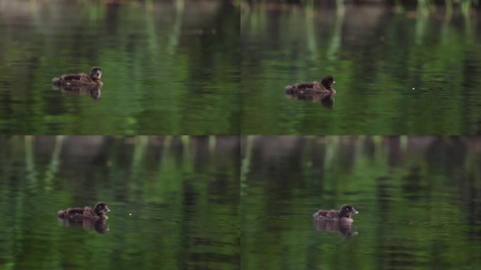 缅因州常见的懒人视频