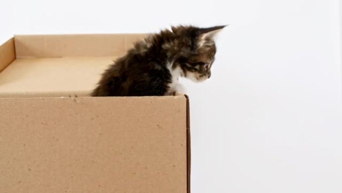 纸箱里的4k条纹灰色小猫。猫藏在盒子里