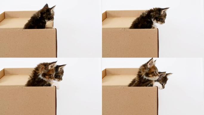 纸箱里的4k条纹灰色小猫。猫藏在盒子里