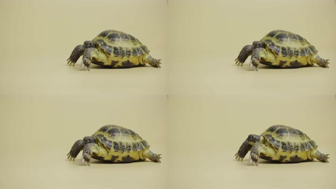 乌龟咀嚼食物。工作室米色背景上孤立的草食性爬行动物的轮廓。一种有盔甲的异国动物的肖像。特写