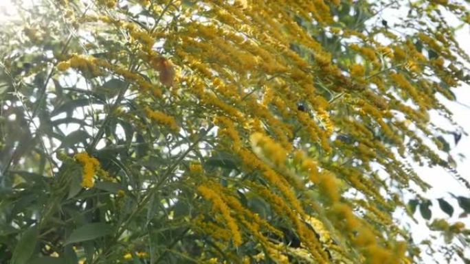 有许多黄色小花的灌木的树枝在风中缓慢摇摆。阳光明媚。慢动作