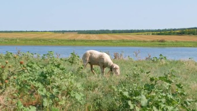 夏天丹尼日，一群绵羊在河边的草地上吃草。母羊和她的两只羔羊吃草睡在蓝色的水附近。乡村景观多彩自然背景