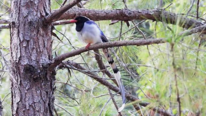 山松树上的蓝鹊自然鸟。