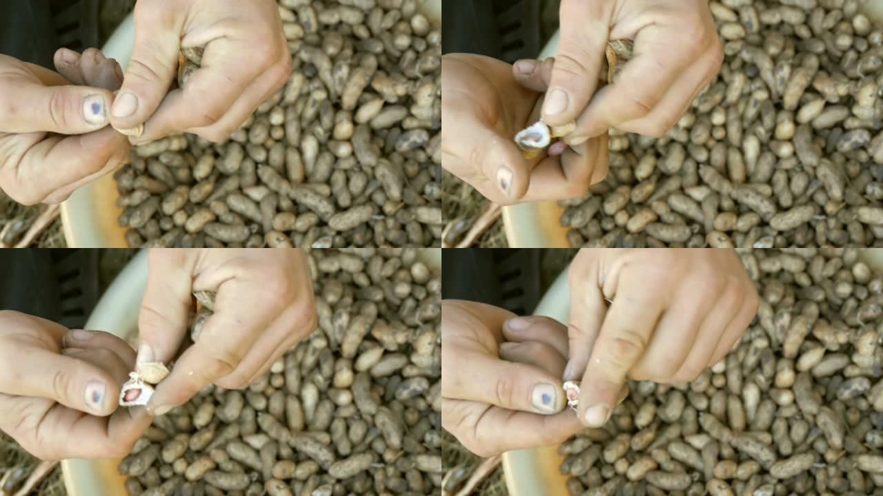 从贝壳里挖出的花生。雄性的手将花生壳与种子分开。