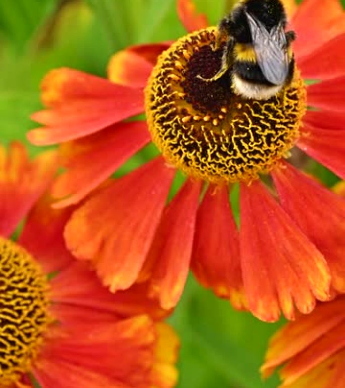 大黄蜂花粉花的特写