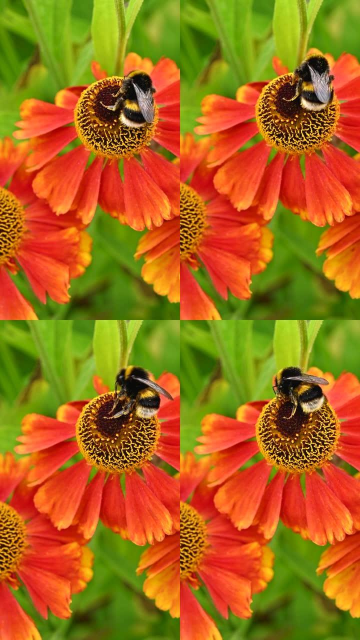 大黄蜂花粉花的特写