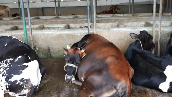 奶牛在农舍里休息，