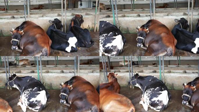 奶牛在农舍里休息，