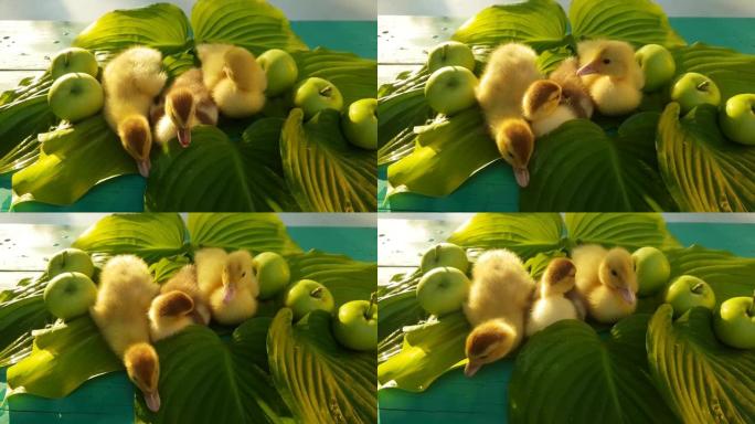 三只麝香小鸭坐在绿色桌子上的hosta叶子上的桌子上，以花园中的苹果为背景