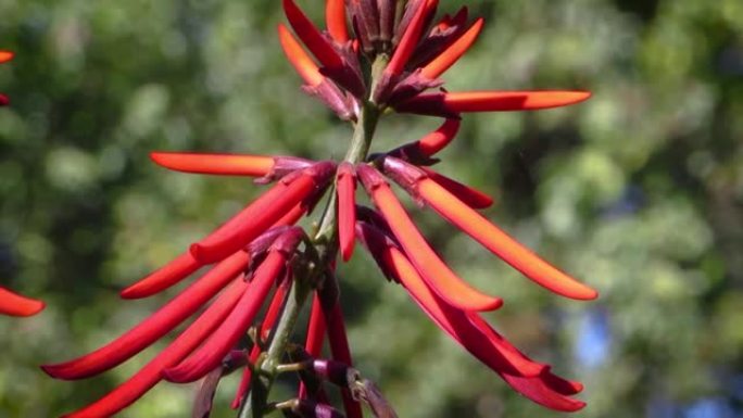 红色异国情调的热带花。