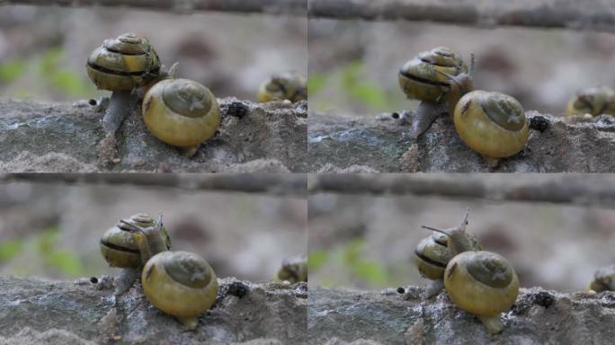 一对蜗牛越过混凝土围栏。