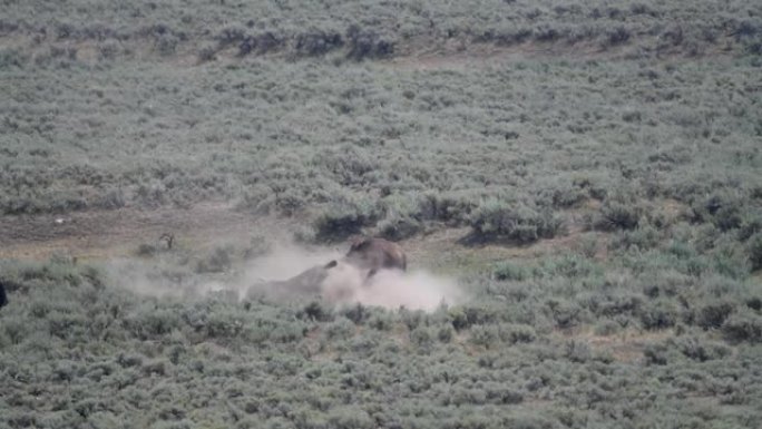 大水牛 (野牛) 公牛在泥土中滚动，然后牛卷