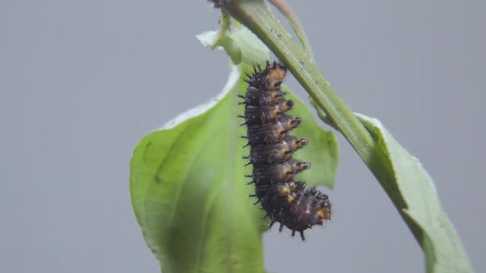 蓝色堇毛虫准备进入茧、蛹或蛹。树枝上卡特彼勒的宏观拍摄。