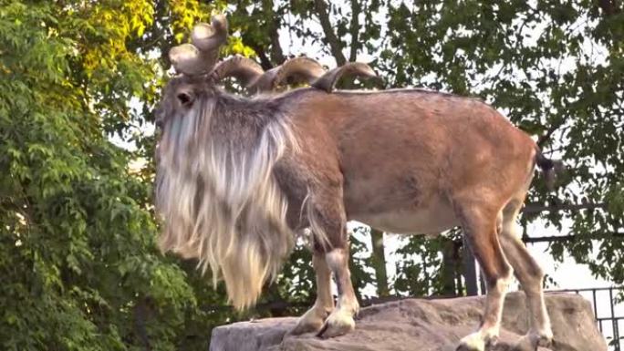 自鸣得意有趣的圈养角山羊的日常生活