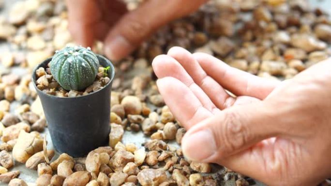 种植仙人掌装饰你的家