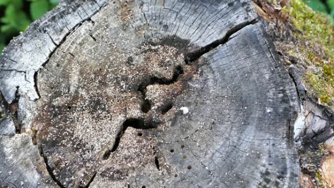 黑木匠蚁群在一棵老枯树的树桩上筑巢