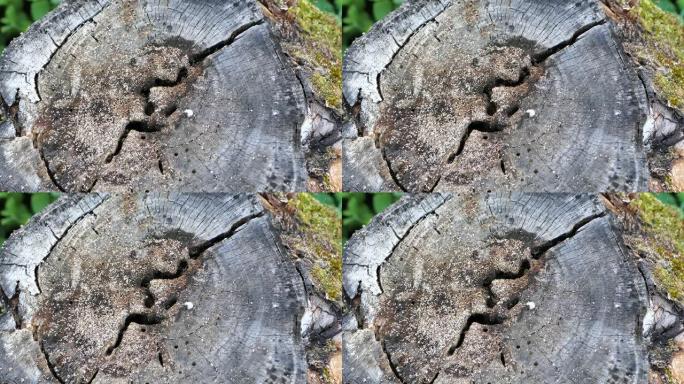 黑木匠蚁群在一棵老枯树的树桩上筑巢
