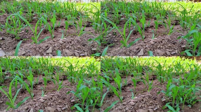 一排排玉米植物在田间发芽和生长
