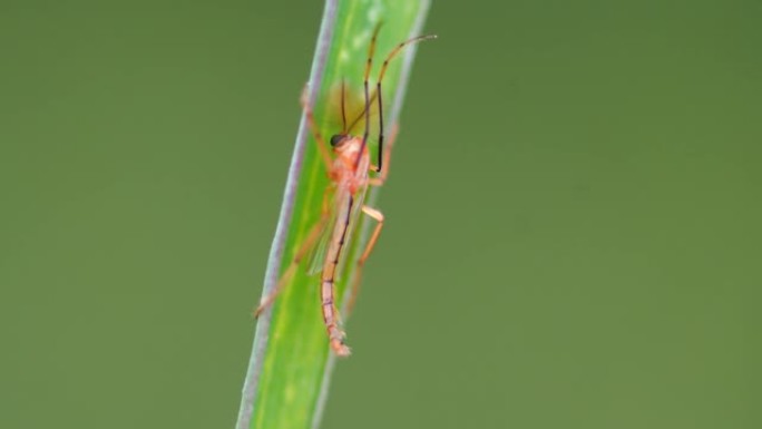 跳跃蜘蛛的特写昆虫蜻蜓演变幼虫生态