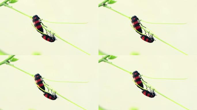 天然植物上的红色条纹水泡甲虫