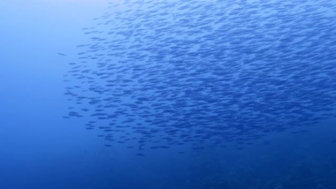 库拉索岛加勒比海珊瑚礁绿松石水中有博加鱼的海景
