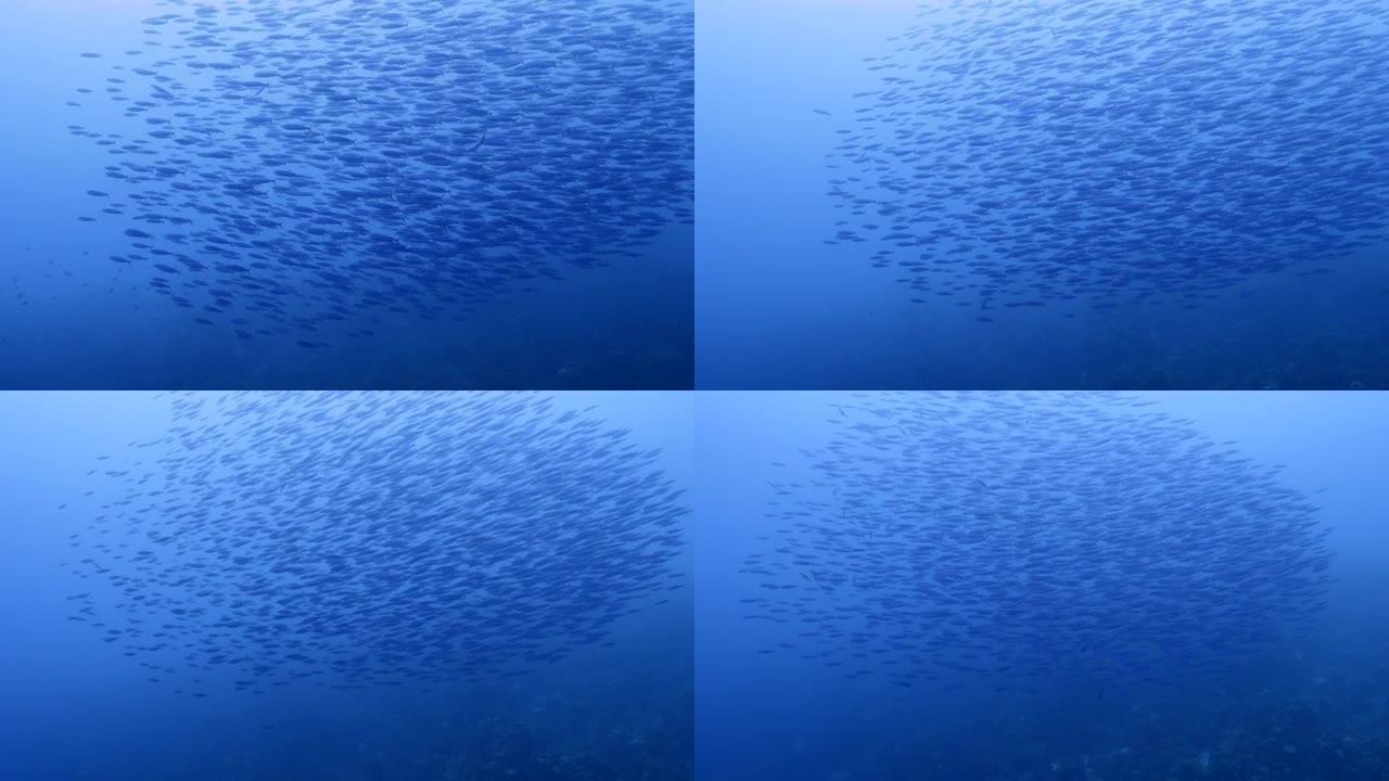 库拉索岛加勒比海珊瑚礁绿松石水中有博加鱼的海景