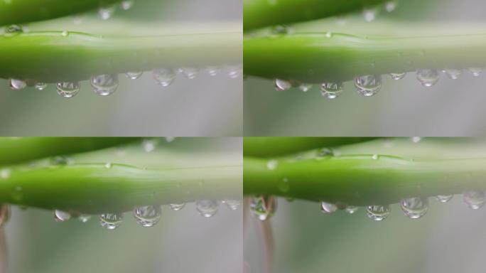 绿叶上的雨滴水珠露珠雨滴