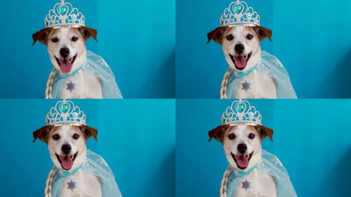 公主服装蓝色背景的狗
