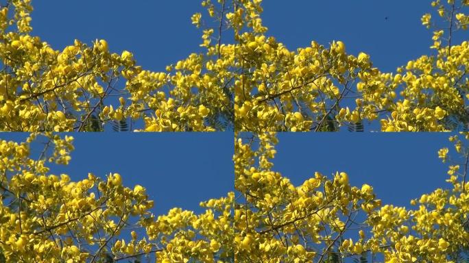 选择性地关注西伯利亚豌豆树 (锦鸡儿树) 的开花分支，以对抗模糊的分支。