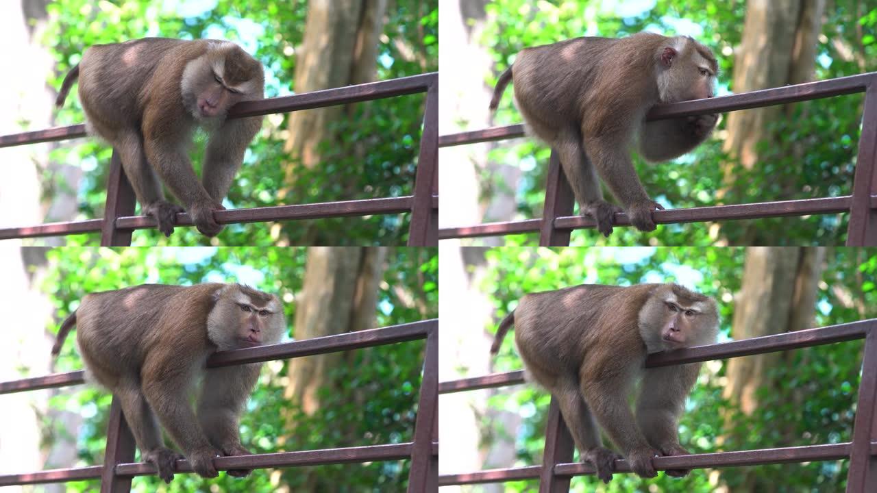 猴子有趣地睡在树上日出绿色森林。假期自然旅行。特写镜头4k分辨率。