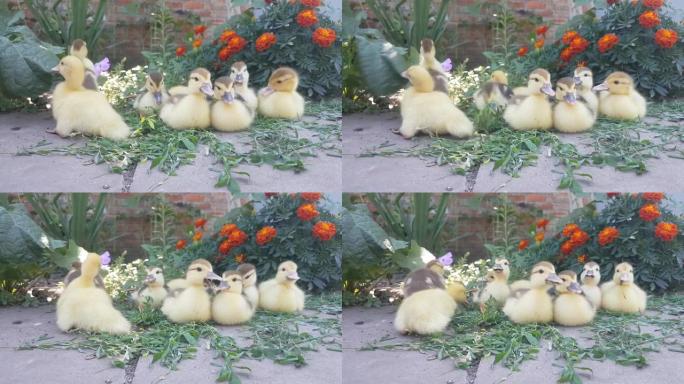 七只麝香小鸭在橙色万寿菊的背景下吃虎杖