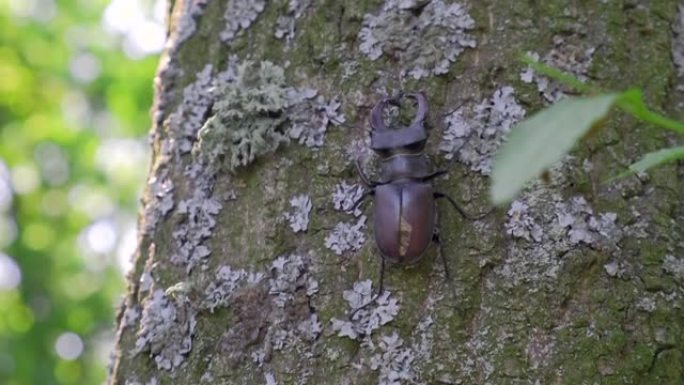 雄鹿甲虫 (Lucanus cervus) 的雄性在树上战斗。鞘翅目Lucanidae bug出现在