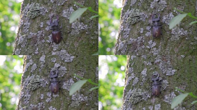 雄鹿甲虫 (Lucanus cervus) 的雄性在树上战斗。鞘翅目Lucanidae bug出现在