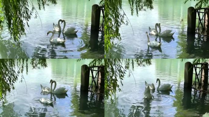 美丽的白天鹅在湖里游泳。两只恋爱中的天鹅以心形的形式加入他们的脖子。