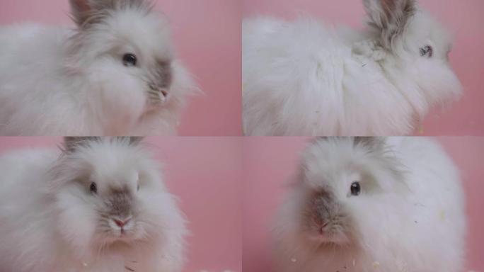 白色灰色的兔子在粉红色的背景上嗅着，环顾四周。可爱的兔子复活节。可爱的毛茸茸的兔子。动物的工作室拍摄