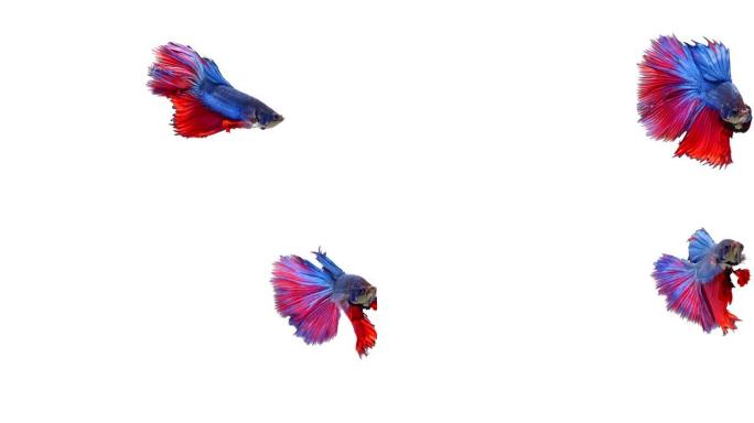 暹罗斗鱼 (Betta splendens)