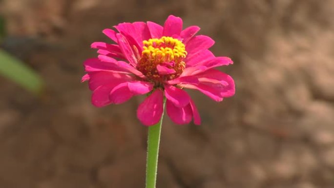 百日草花 (拉丁语.Zinnia)