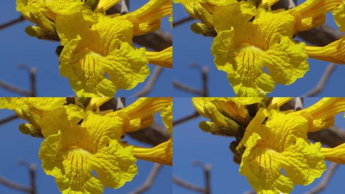 在一朵大黄花上极度接近。